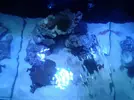 [TodoMarino.com] xurrita reef