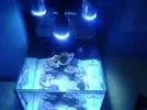 [TodoMarino.com] xurrita reef