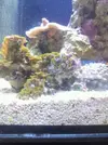 [TodoMarino.com] algo me esta estropeando los zoos!!