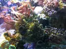 [TodoMarino.com] Invasion de algas