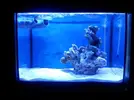 [TodoMarino.com] picoreef 15l