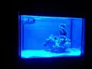 [TodoMarino.com] picoreef 15l