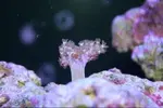 [TodoMarino.com] Que coral es este???