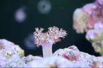 [TodoMarino.com] Que coral es este???
