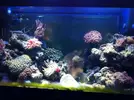 [TodoMarino.com] Nuevo Reef
