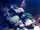 [TodoMarino.com] Nuevo Reef
