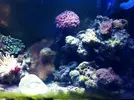 [TodoMarino.com] Nuevo Reef