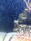 [TodoMarino.com] xurrita reef