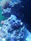 [TodoMarino.com] xurrita reef