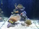 [TodoMarino.com] xurrita reef