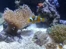 [TodoMarino.com] xurrita reef