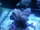 [TodoMarino.com] xurrita reef