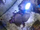 [TodoMarino.com] xurrita reef