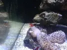 [TodoMarino.com] xurrita reef