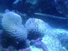 [TodoMarino.com] xurrita reef