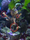 [TodoMarino.com] Algo ataca a mi coral. Que és? como lo elimino?