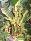 [TodoMarino.com] Algo ataca a mi coral. Que és? como lo elimino?