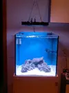 [TodoMarino.com] Alba Cube Reef
