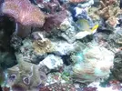 [TodoMarino.com] como se llama este coral¿¿¿