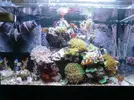 [TodoMarino.com] Alba Cube Reef