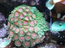 [TodoMarino.com] Alba Cube Reef