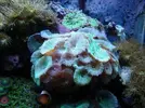 [TodoMarino.com] Alba Cube Reef