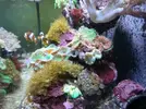 [TodoMarino.com] Alba Cube Reef