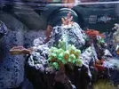 [TodoMarino.com] Alba Cube Reef