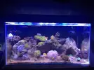 [TodoMarino.com] Mi acuario nano de 30 gal