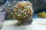 [TodoMarino.com] Mi acuario nano de 30 gal