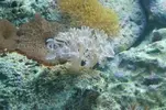 [TodoMarino.com] Mi acuario nano de 30 gal