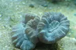[TodoMarino.com] Mi acuario nano de 30 gal