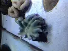 [TodoMarino.com] coral blando muriendose (ayuda)