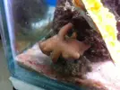 [TodoMarino.com] quien identifica este coral? urgente ya que no se si necesita luz baja, alta?