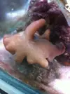 [TodoMarino.com] quien identifica este coral? urgente ya que no se si necesita luz baja, alta?