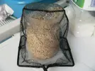 [TodoMarino.com] Olvídate del reactor, Bactopellets, los biopellets de Rainbow