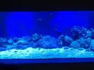 [TodoMarino.com] Reorganizar el acuario