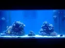 [TodoMarino.com] Reorganizar el acuario