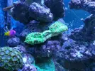 [TodoMarino.com] Euphyllia Perdiendo tejido