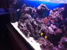 [TodoMarino.com] Mi acuario