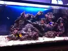 [TodoMarino.com] Mi acuario