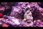 [TodoMarino.com] Claubularia