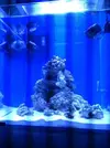 [TodoMarino.com] lechera´s reef  - consejos ,colocacion roca-