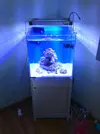 [TodoMarino.com] lechera´s reef  - consejos ,colocacion roca-