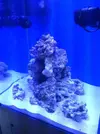 [TodoMarino.com] lechera´s reef  - consejos ,colocacion roca-