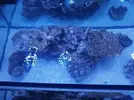 [TodoMarino.com] Primer acuario marino, empezamos con algo mas de 300l