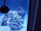 [TodoMarino.com] Primer acuario marino, empezamos con algo mas de 300l