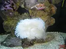 [TodoMarino.com] Heteractis magnifica
