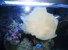[TodoMarino.com] Heteractis magnifica