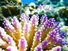 [TodoMarino.com] Identificación especie de acropora
